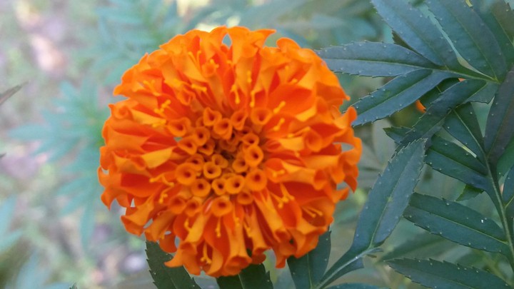Flowers