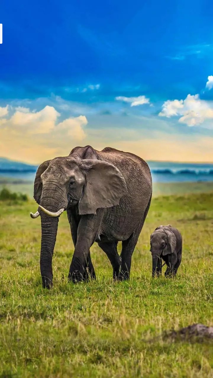Elephant