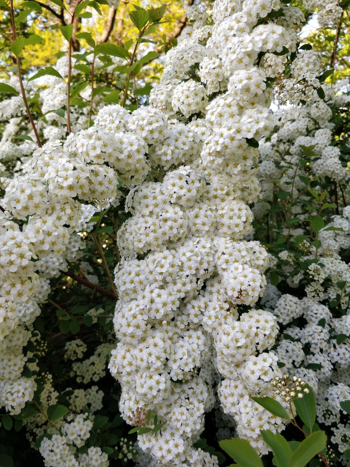 white flowers