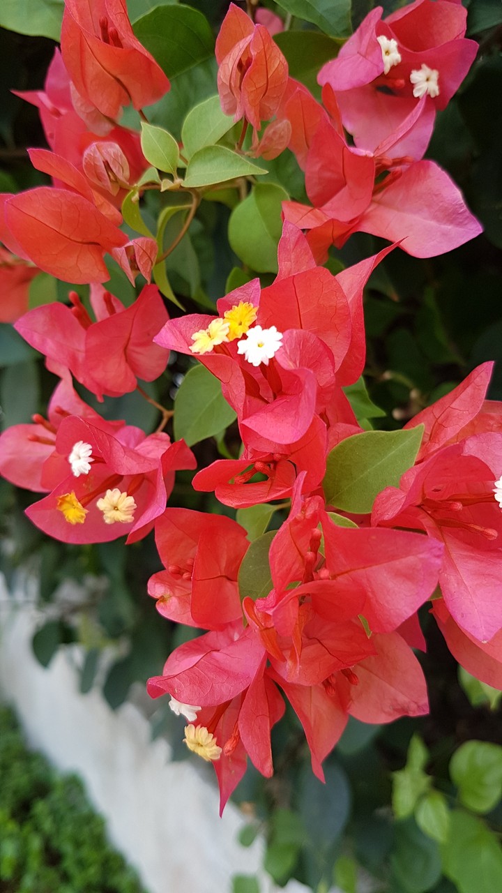 Bougainvillea