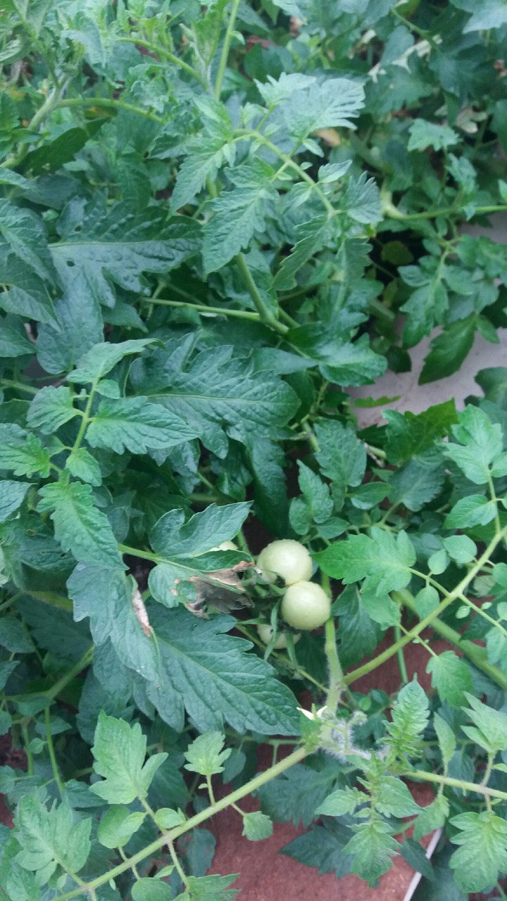 My tomatoes