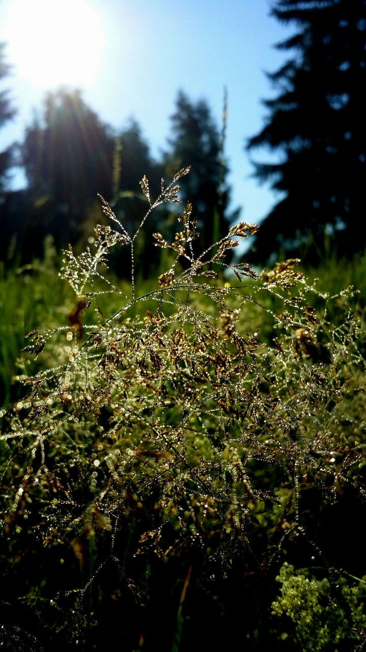 Morning dew.
