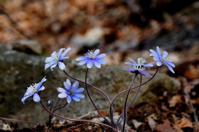 wind flower