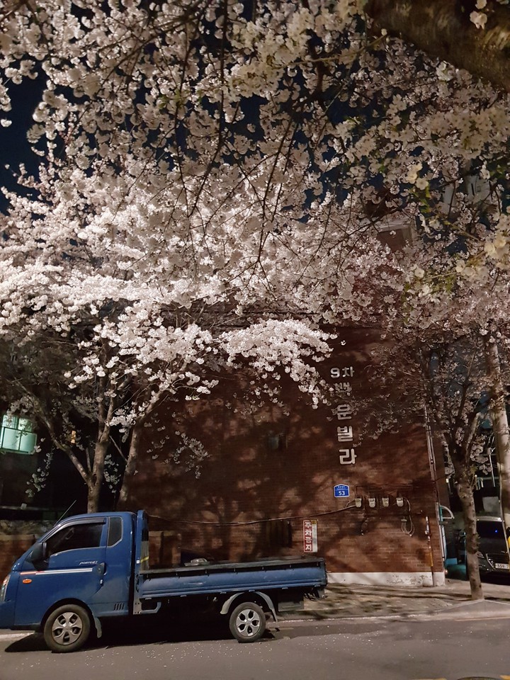 cherry blossoms
