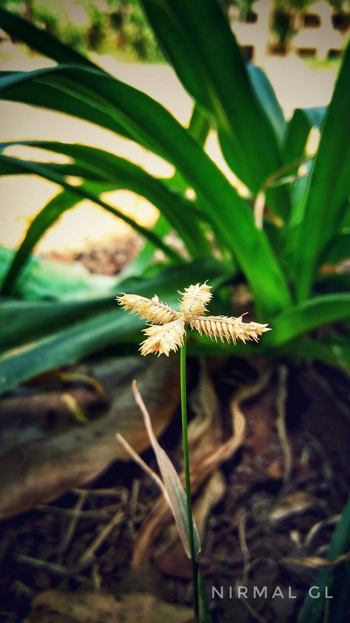 Single Stem