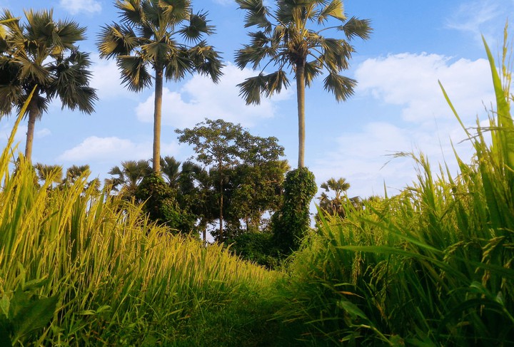 Way to Rice Field