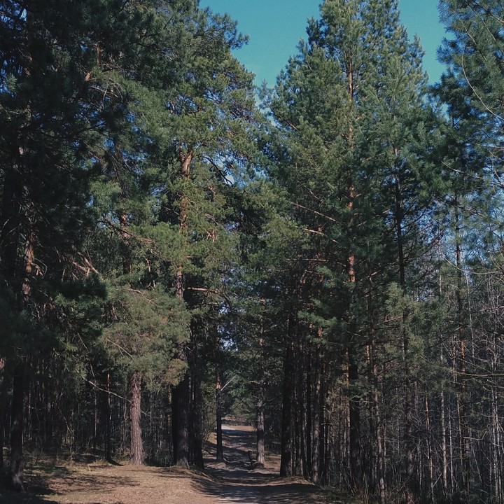 siberian forest