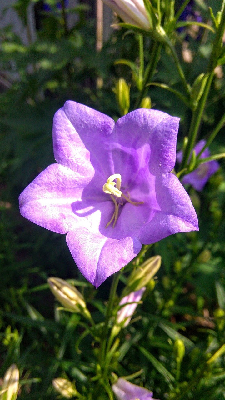 Bell Flower