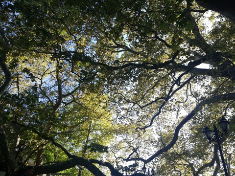 tree