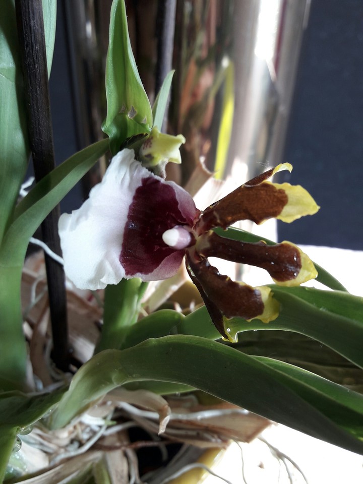 orchidée
