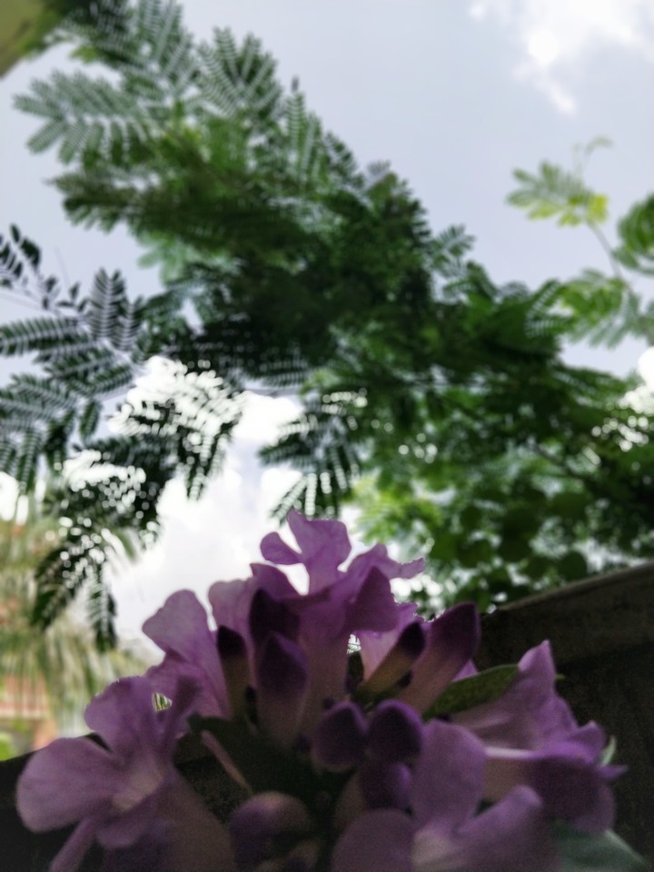Purple Bell Flowers