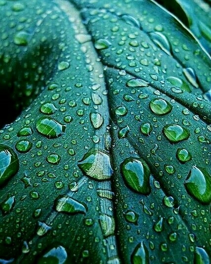 Rain Drops...