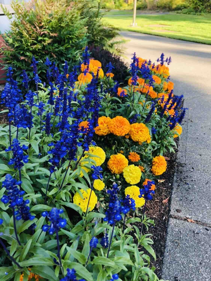 college flowers