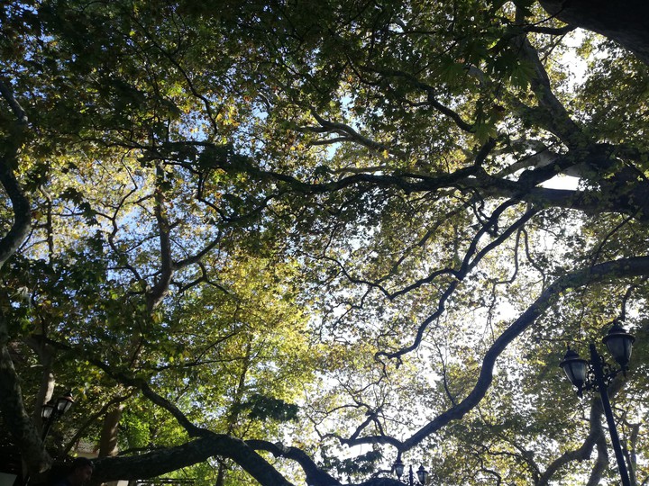 tree
