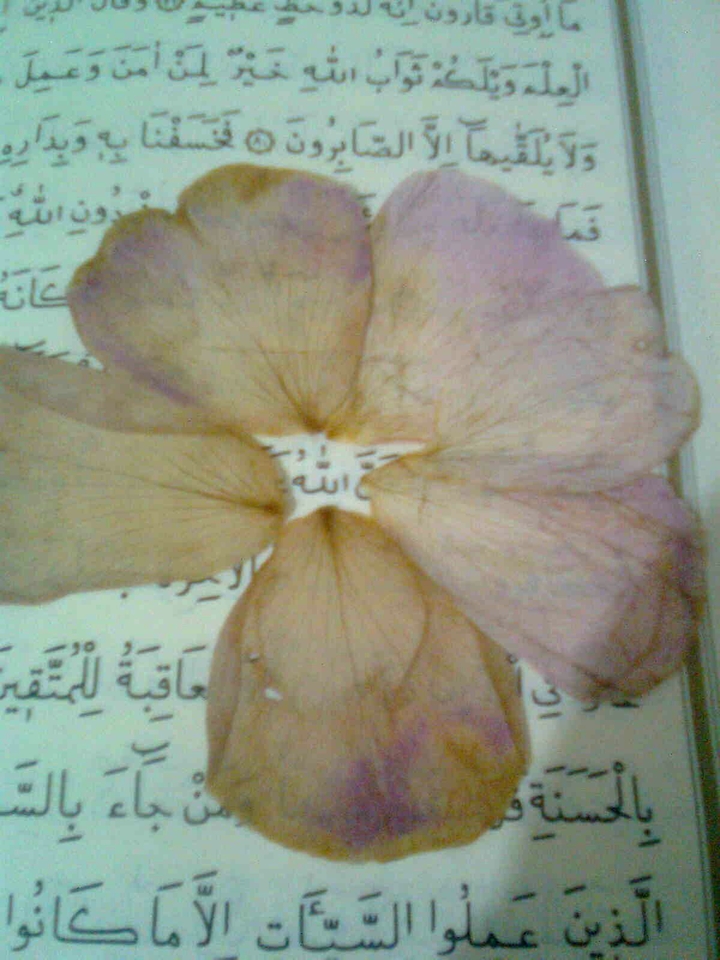 "ALLAH "