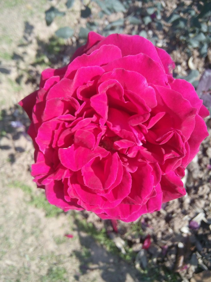 rose