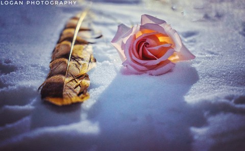 beautiful rose