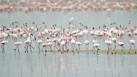 birds