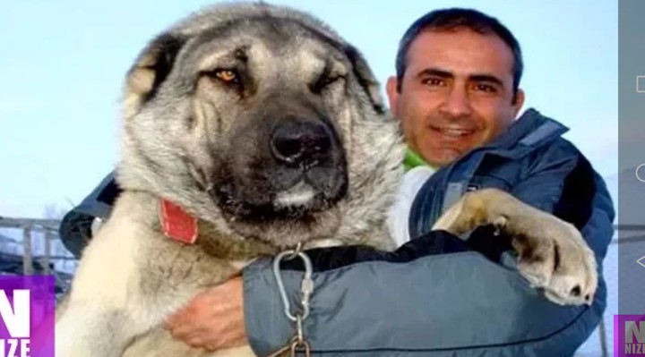 Kangal
