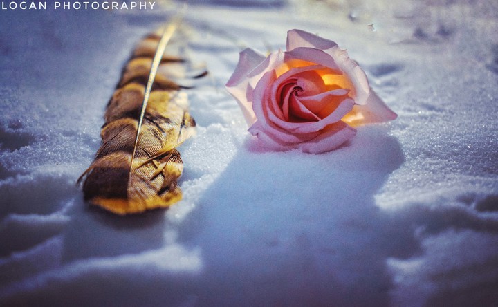 beautiful rose