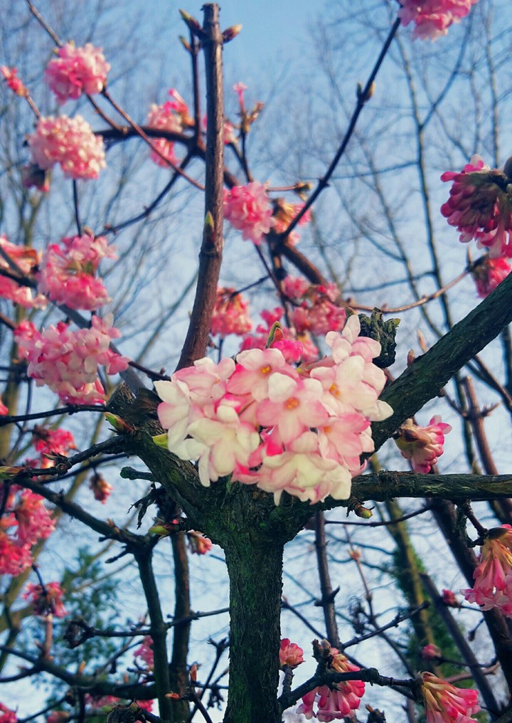 Springfeeling