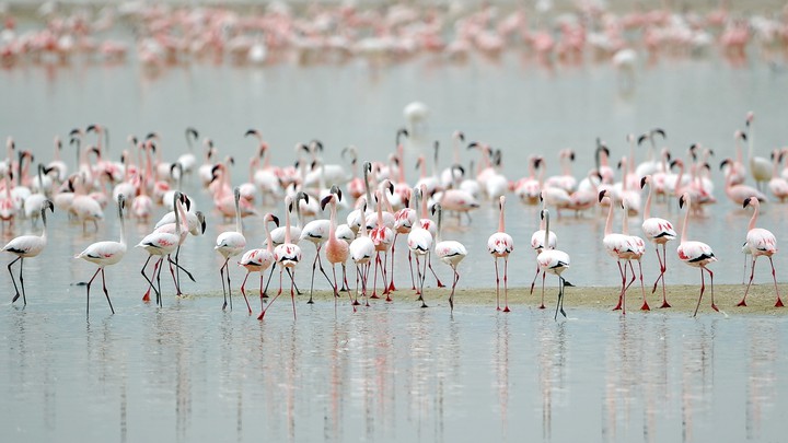 birds