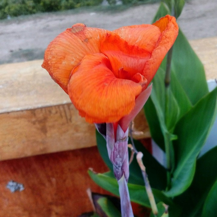orange