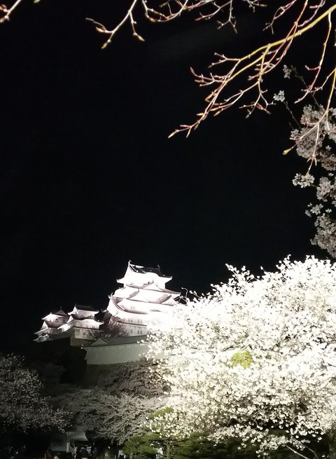 夜桜