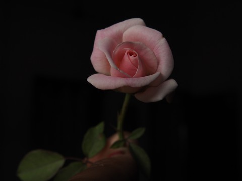 Myrose