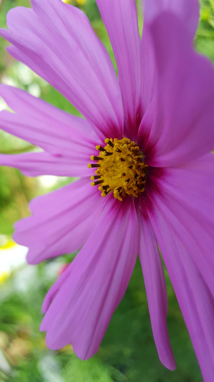 Blume