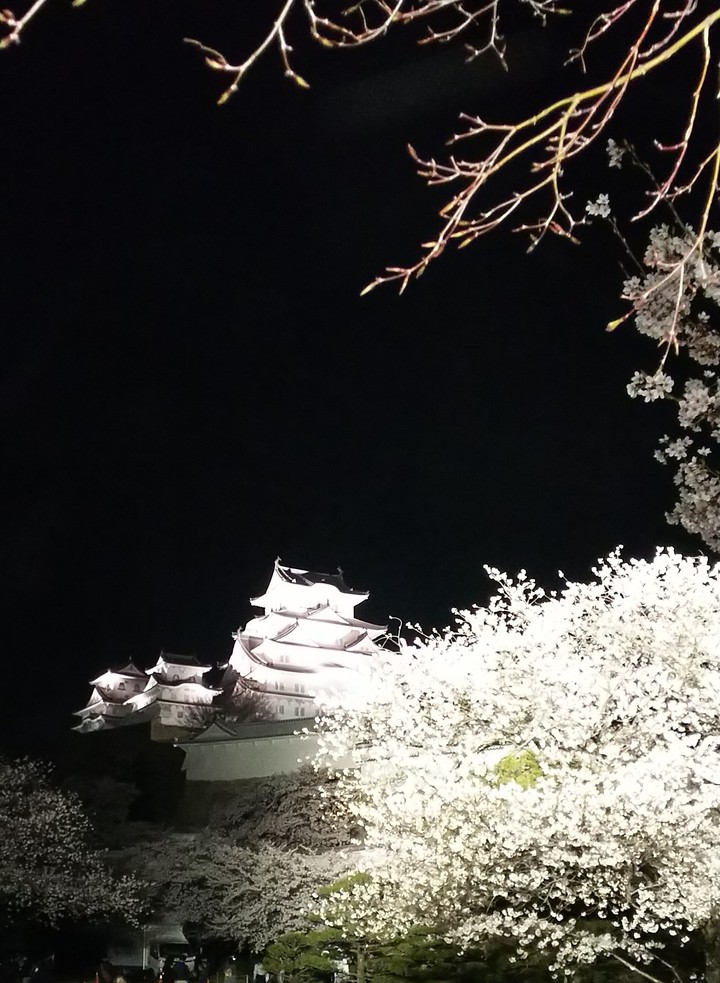 夜桜
