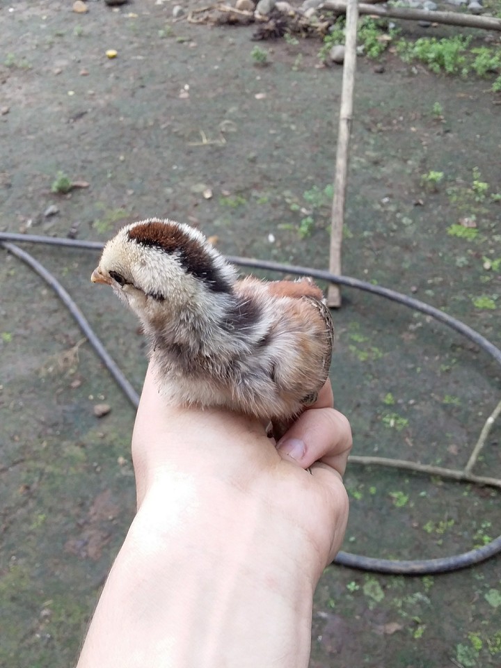 Pollito