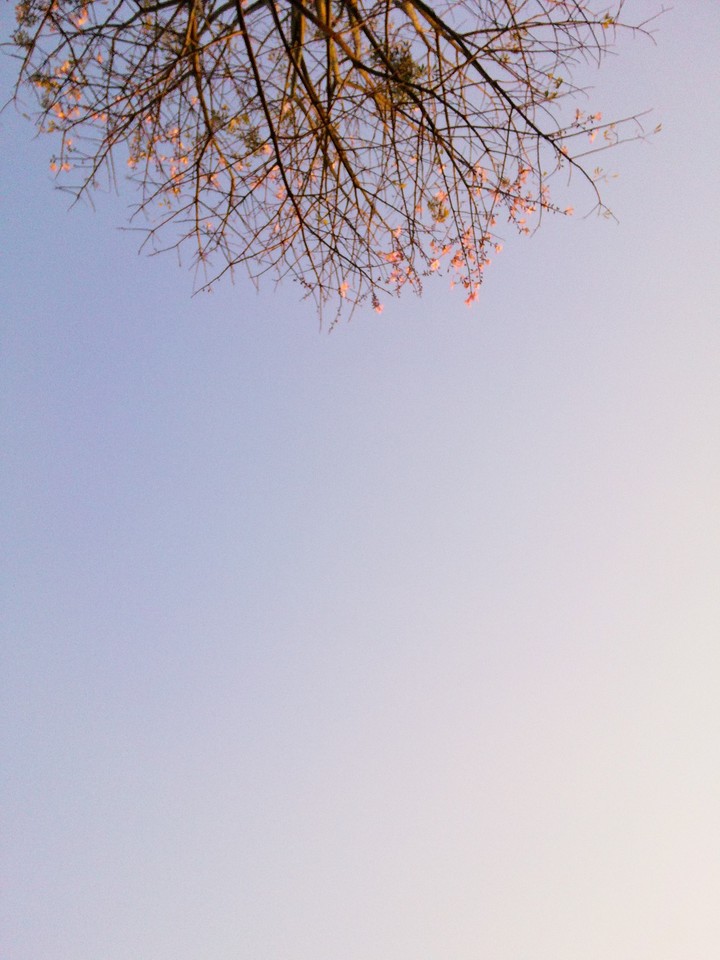 Imitation Cherry Blossom
