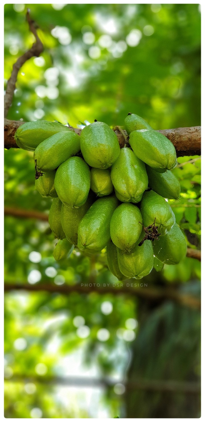 Fruits