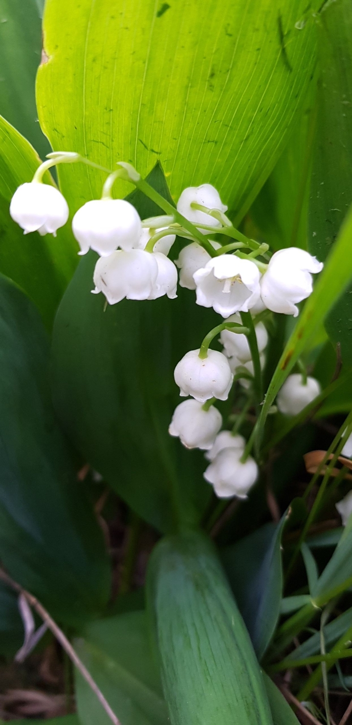 Brin de Muguet.