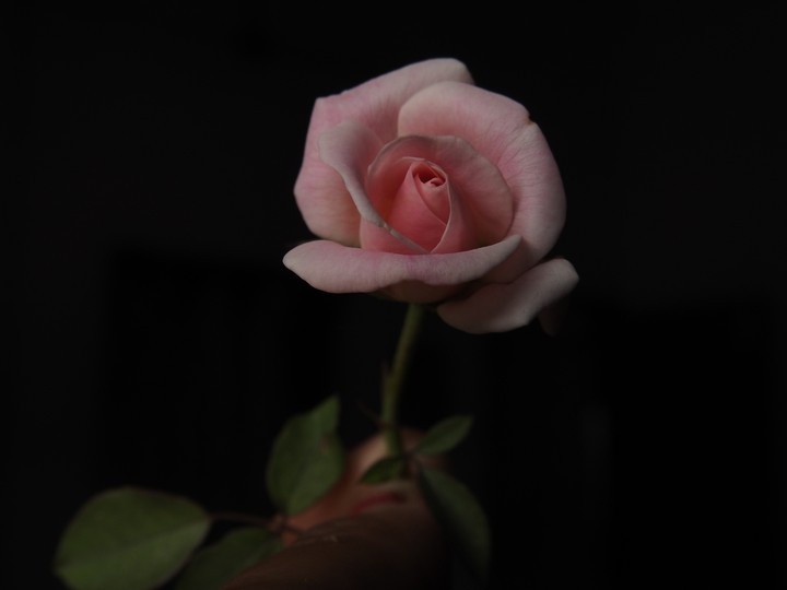 Myrose