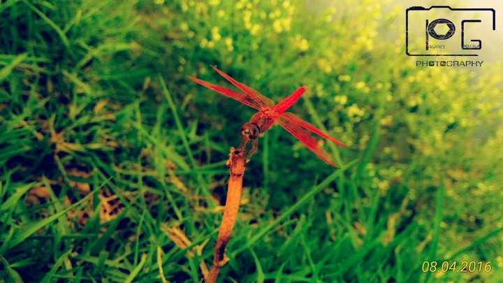 nature