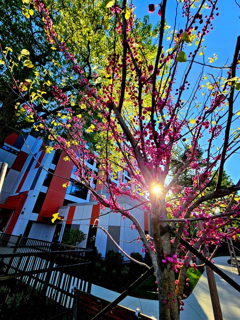 Branch, Twig, Spring