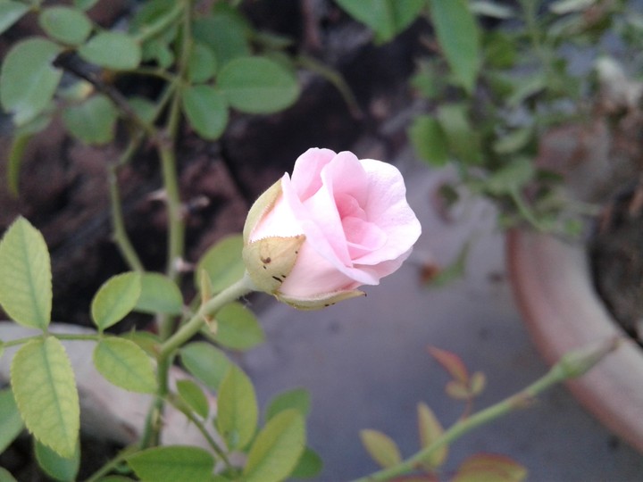 white new born rose..