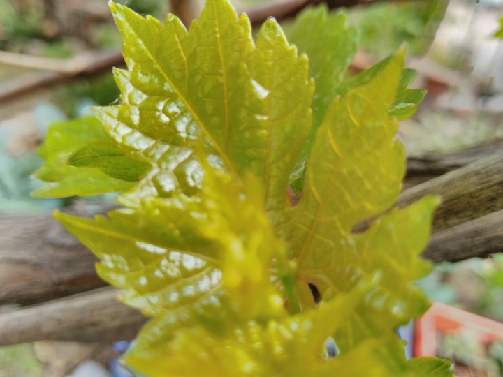 grapes leaf