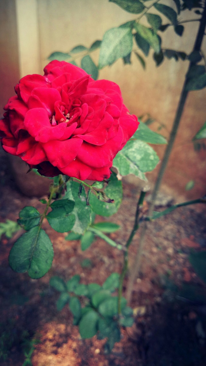 Red Rose