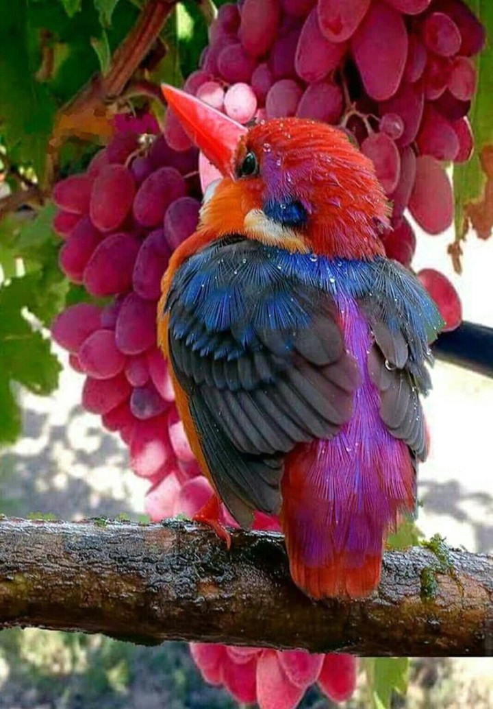 Beautiful Bird