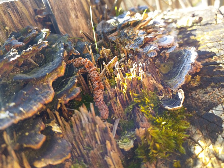 Life on a treestump