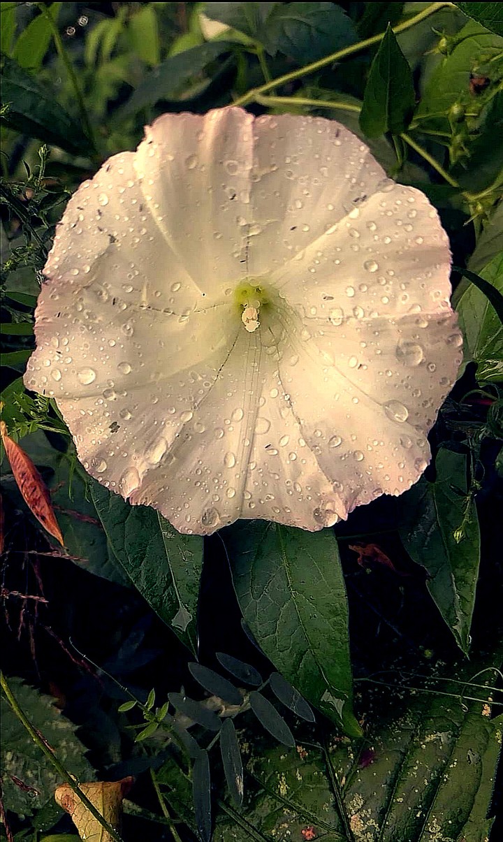 fleur blanche