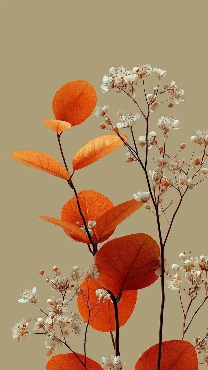 sfondi Orange, petal