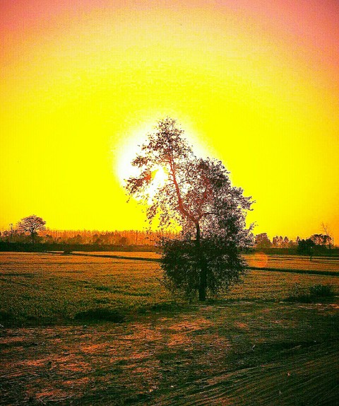 sunrise,sun,wallpaper,background,tree,sunset,set,