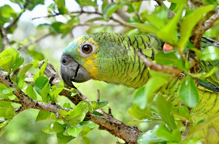 Papagaio