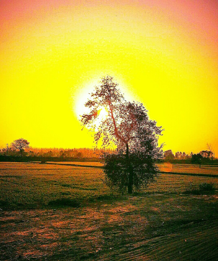 sunrise,sun,wallpaper,background,tree,sunset,set,