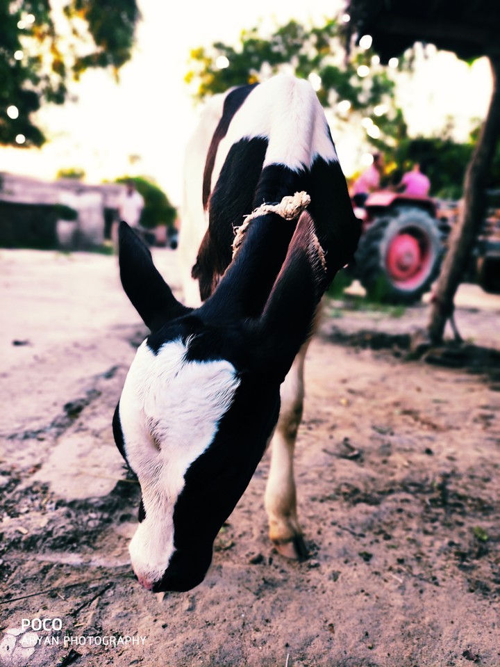 calf