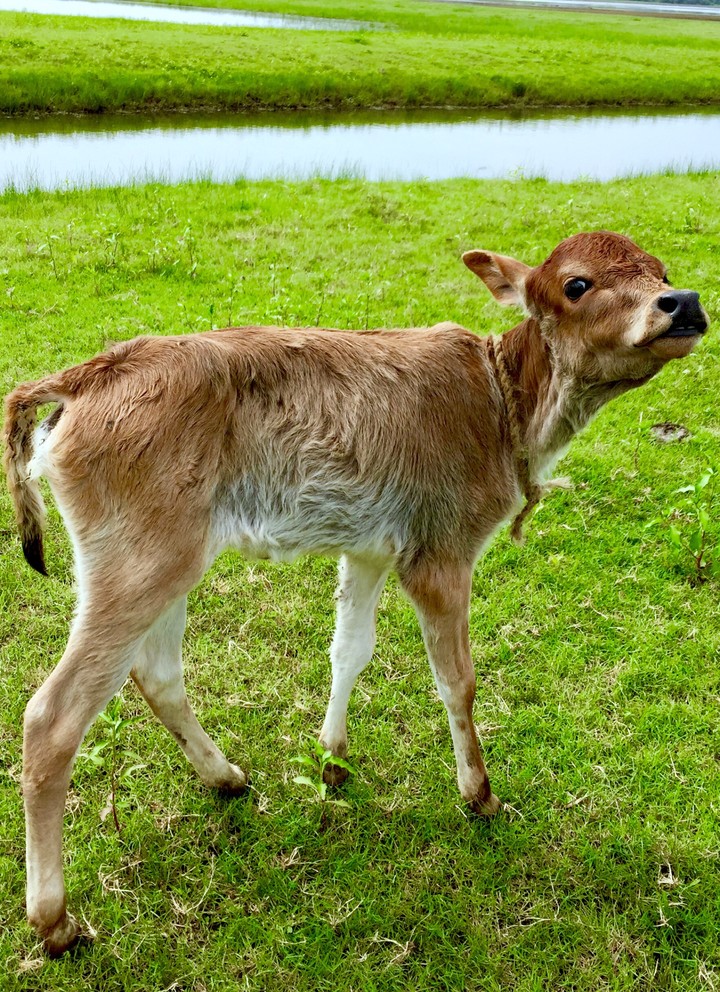 Baby Cow